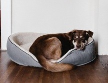 Protege a tu mascota en esta temporada vacacional. ESPECIAL/Photo by Andrew Neel on Unsplash.