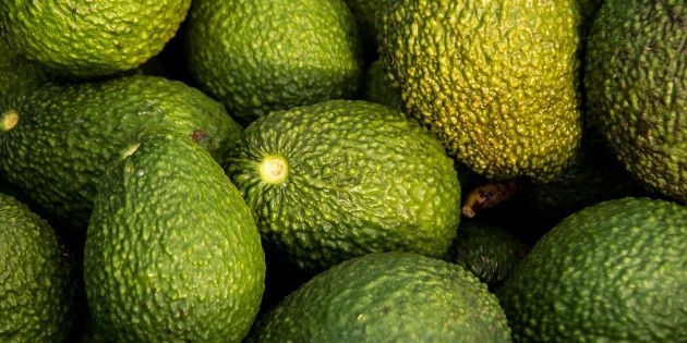 Profepa detects more than 2,500 illegal hectares of avocado in the South of Jalisco