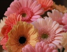 Villa Guerrero, Estado de México es el principal productor de gerberas. ESPECIAL/Photo by Regina Mansor on Unsplash.