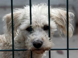 Serán acreedoras a una multa las personas que dejen a sus mascotas en situación de abandono. INFORMADOR/ARCHIVO