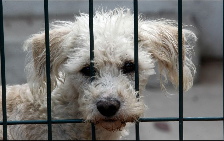 Serán acreedoras a una multa las personas que dejen a sus mascotas en situación de abandono. INFORMADOR/ARCHIVO