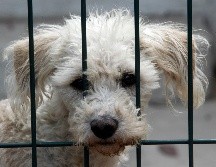 Serán acreedoras a una multa las personas que dejen a sus mascotas en situación de abandono. INFORMADOR/ARCHIVO