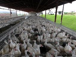 La junta de salud animal no ha dicho si los patos serán sacrificados. EL INFORMADOR/Archivo