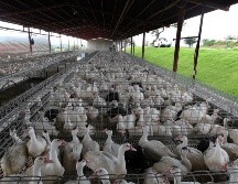 La junta de salud animal no ha dicho si los patos serán sacrificados. EL INFORMADOR/Archivo