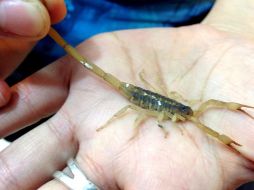 Autoridades recomiendan a la población que sufrieron de una picadura de alacrán, no automedicarse y no ingerir remedios caseros. NTX / ARCHIVO