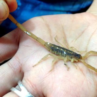 Guadalajara: Alertan por presencia de alacranes en temporada de calor