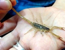 Autoridades recomiendan a la población que sufrieron de una picadura de alacrán, no automedicarse y no ingerir remedios caseros. NTX / ARCHIVO