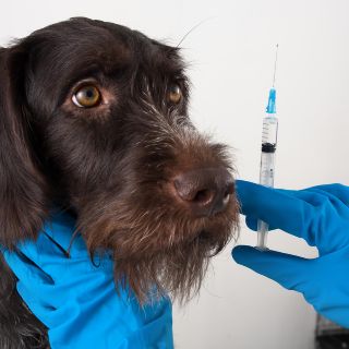 5 enfermedades que se pueden prevenir en los perros a través de la vacunación