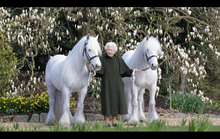 En vísperas de su cumpleaños 96, la Reina Isabel II del Reino Unido compartió un retrato oficial donde posó al lado de sus dos ponis blancos. AFP/ Henry Dallal