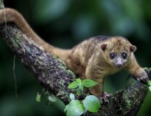 Disney Conservation Fund tiene como compromiso salvar la vida silvestre. EFE / ARCHIVO