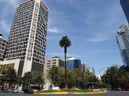 Este domingo se retirara la emblemática palmera, que lleva más de 100 años adornando la glorieta. ESPECIAL