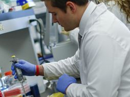 La investigación, además, sienta las bases para incorporar el uso de organoides en el proceso de descubrimiento de fármacos. AFP / ARCHIVO