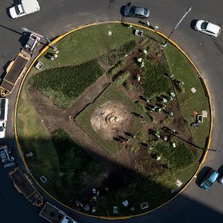 Dicen adiós a Palma icónica del Paseo de la Reforma