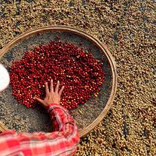 Café: COVID, Conflicto Rusia vs Ucrania y otros factores económicos aumentan el precio en América Latina
