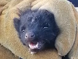 El zorrillo fue hallado adentro del motor de un coche en el cruce de las calles Ciprés y calle Fresno. ESPECIAL /