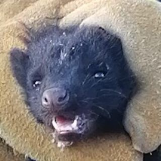 Seguridad en Jalisco: Policías de Guadalajara rescatan a zorrillo atrapado en el motor de un vehículo