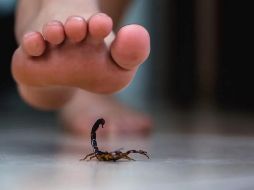 Las picaduras de alacrán son muy comunes, especialmente en este temporal de calor, por lo que es importante que sepas como reaccionar. ESPECIAL