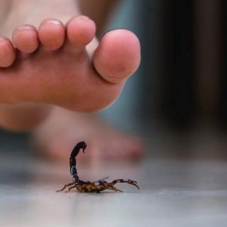 Alacrán: ¿Qué hago si me pica uno?