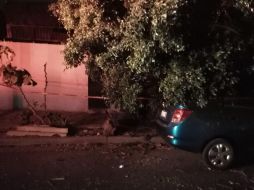 En Guadalajara hubo 14 árboles caídos, mientras que en Tlaquepaque fueron tres y dos más en Zapopan. ESPECIAL / Protección Civil de Guadalajara