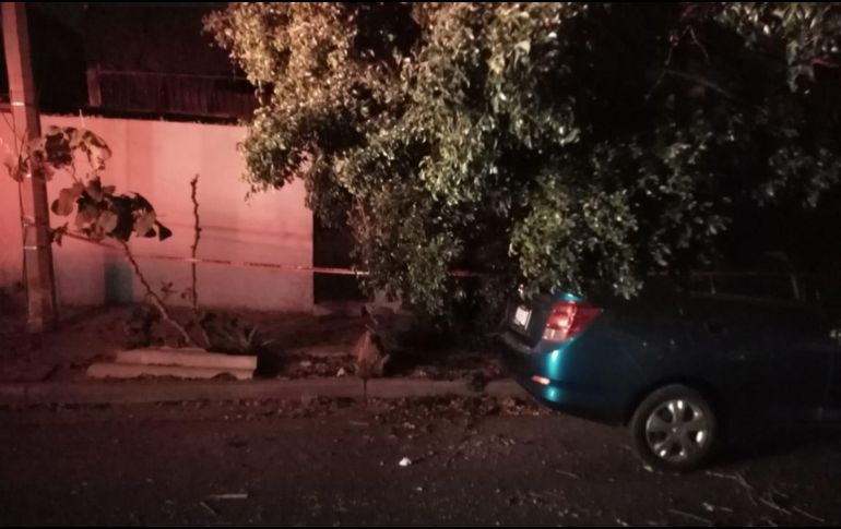 En Guadalajara hubo 14 árboles caídos, mientras que en Tlaquepaque fueron tres y dos más en Zapopan. ESPECIAL / Protección Civil de Guadalajara