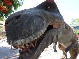Los dinosaurios animatrónicos son réplicas de especies como triceratops, tiranosaurio rex, iguanodon, diplodocus, espinosaurio, carnotaurus, anquilosaurio, amargasaurus y estegosaurio, entre otros. CORTESÍA / Gobierno de Guadalajara