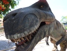 Los dinosaurios animatrónicos son réplicas de especies como triceratops, tiranosaurio rex, iguanodon, diplodocus, espinosaurio, carnotaurus, anquilosaurio, amargasaurus y estegosaurio, entre otros. CORTESÍA / Gobierno de Guadalajara