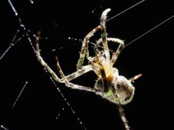 Una araña en su red, imagen alusiva a a estos invertebrados. EFE/J. Arguedas