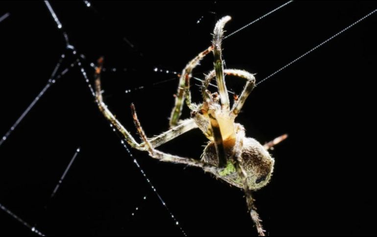 Una araña en su red, imagen alusiva a a estos invertebrados. EFE/J. Arguedas