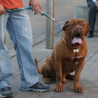 Día del Niño: ¿Acta de nacimiento para tu perrito? ¡En este Estado es posible!