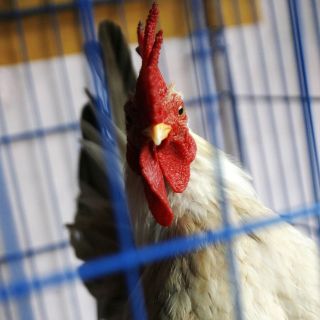 Confirman primer caso positivo de gripe aviar en un humano en EU