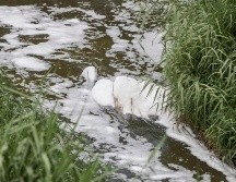 Se considera ecocidio si el daño abarca cuando menos diez hectáreas. EL INFORMAFOR/ARCHIVO