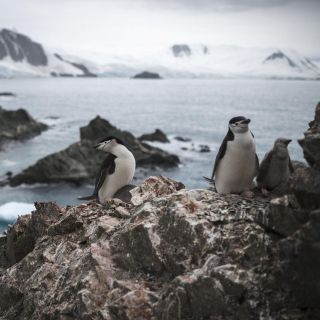 Empleo: Antártida ofrece trabajo… contando pingüinos