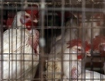 Las medidas tomadas por el Gobierno de Jalisco pretenden prever la propagación del virus aviar. INFORMADOR/ARCHIVO