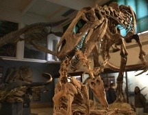 Réplica del megaraptor 