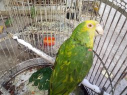 Los testigos de Jehová nunca se imaginaron que un ave les estaba contestando. NTX/ARCHIVO