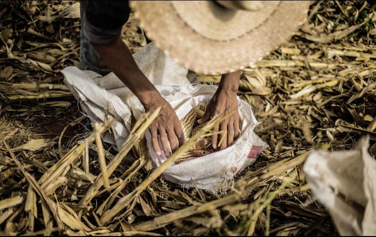 Medina Mora confió en que a mediano plazo se verá la reducción de precios cuando se aumente la producción de maíz y arroz. EL INFORMADOR / ARCHIVO