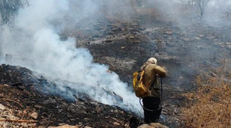 Bomberos sofocan incendio forestal en Cerro del Patomo