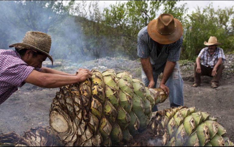 El dulce de maguey que elaboran en la Mixteca de Oaxaca tarda cinco días y cinco noches en estar listo. SUN/ARCHIVO