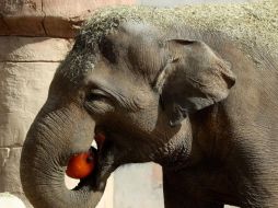 Las constantes batalles con los humanos han tornado a los elefantes a ser más agresivos. EFE/ARCHIVO