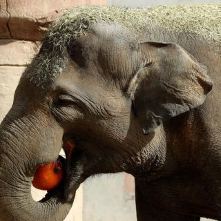 Elefantes vs humanos; los paquidermos han matado a 60 personas en Zimbabue