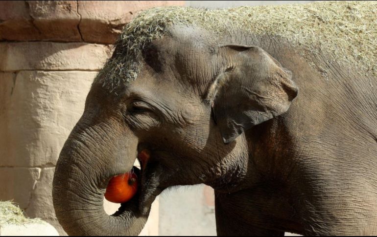 Las constantes batalles con los humanos han tornado a los elefantes a ser más agresivos. EFE/ARCHIVO