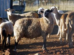 La familia propietaria de los borregos pidió a las autoridades que permitan acercar agua y alimento a los animales, ya que llevan dos días sin consumir nada, por lo que podrían morir. EL INFORMADOR / ARCHIVO