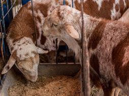 Los animales habían sido amarrados para pastorear dentro del perímetro de la escuela, por lo que autoridades los aseguraron en lo que los dueños los reclamaban. EL INFORMADOR/ARCHIVO