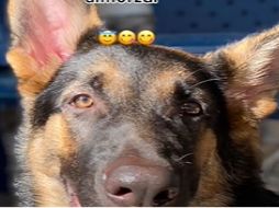 Un perrito de raza pastor alemán llamó la atención de las personas, luego que el canino estuvo en compañía de su abuelita durante unas semanas, y en ese tiempo ella lo enseñó a bendecir la comida. ESPECIAL