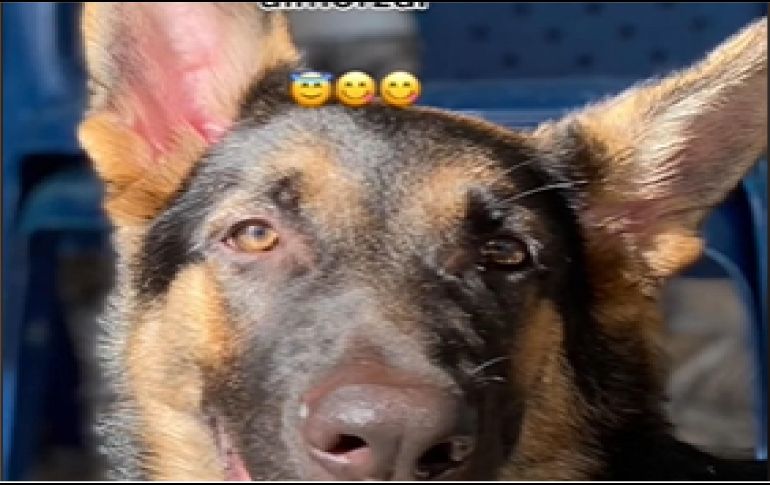 Un perrito de raza pastor alemán llamó la atención de las personas, luego que el canino estuvo en compañía de su abuelita durante unas semanas, y en ese tiempo ella lo enseñó a bendecir la comida. ESPECIAL