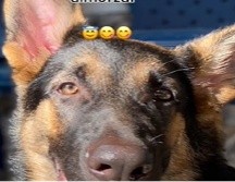 Un perrito de raza pastor alemán llamó la atención de las personas, luego que el canino estuvo en compañía de su abuelita durante unas semanas, y en ese tiempo ella lo enseñó a bendecir la comida. ESPECIAL