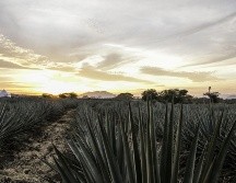 Akamba 2022 se llevará a cabo este 14 de mayo. CORTESÍA/ Akamba