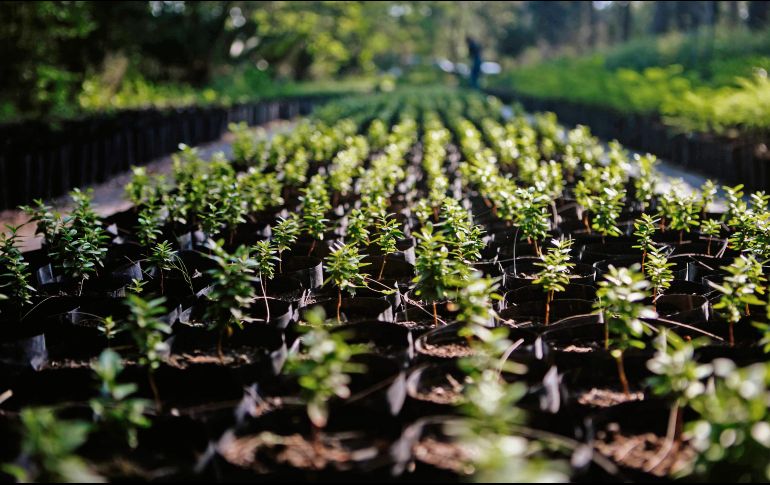 Entregarán en adopción 600 mil árboles en tres años. EL INFORMADOR/ G.Gallo