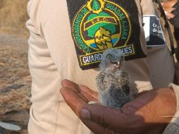 La cría de una especie protegida de búho estará en observación y debe crecer antes de ser liberada. ESPECIAL