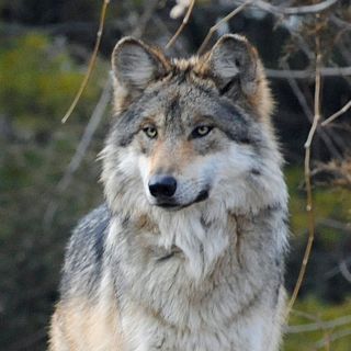 Dan de alta a Alexis, niño mordido por un lobo en zoológico